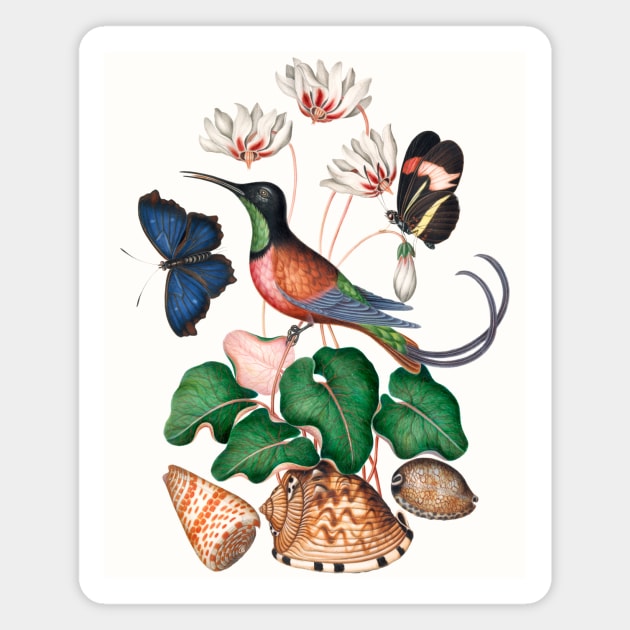 Crimson topaz hummingbird, Cyclamen, Red Postman and shells Magnet by WAITE-SMITH VINTAGE ART